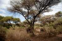 20110617_AfricaD2_083