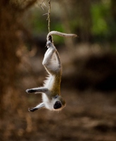 20110617_AfricaD2_285