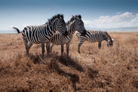 20110618_AfricaD3_320