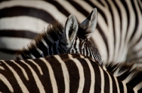 20110618_AfricaD3_522