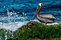 20100425_GalapD5_350