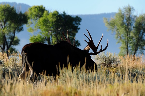 20100911_TetonsD3_215.NEF.jpg