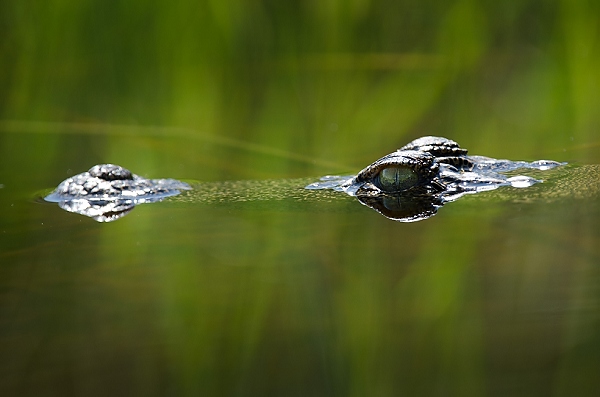 123_Bot2011.JPG