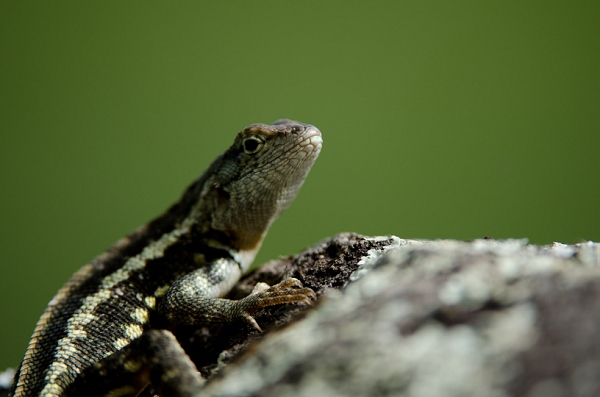 20110423_GalapD3_057.jpg