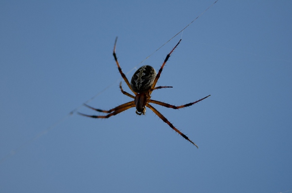 20110423_GalapD3_161.jpg