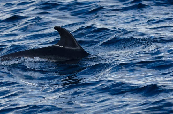 20110424_GalapD4_017.jpg
