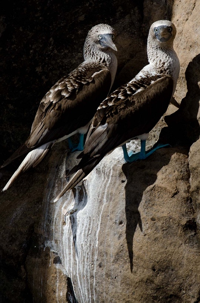 20110424_GalapD4_054.jpg