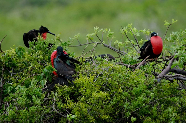 20110424_GalapD4_144.jpg
