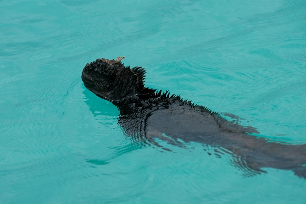 20110424_GalapD4_173.jpg