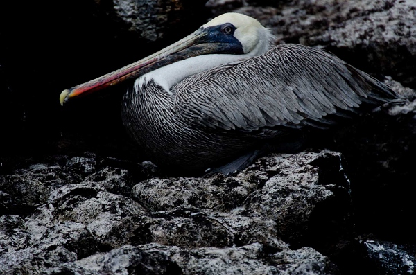 20110424_GalapD4_232.jpg