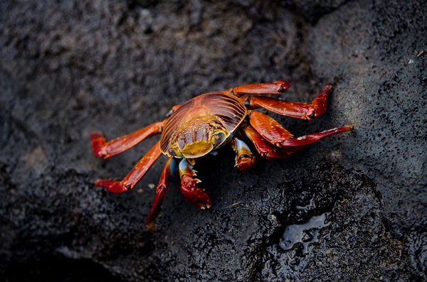 20110424_GalapD4_244.jpg
