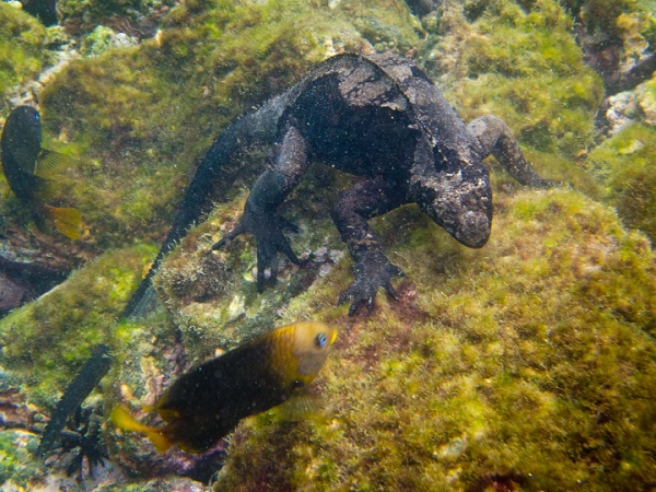 20110424_GalapUW_100.jpg