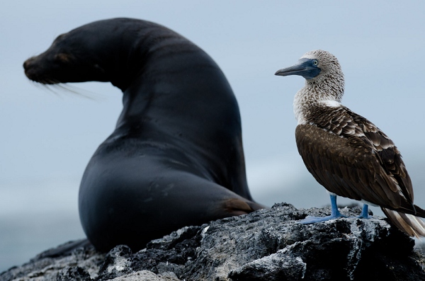 20110426_GalapD6_031.jpg