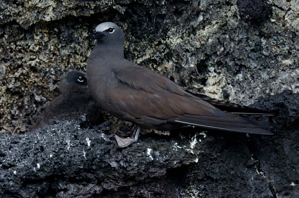 20110426_GalapD6_062.jpg