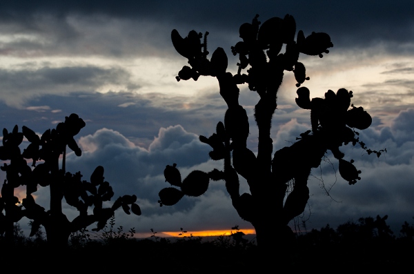 20110426_GalapD6_240.jpg