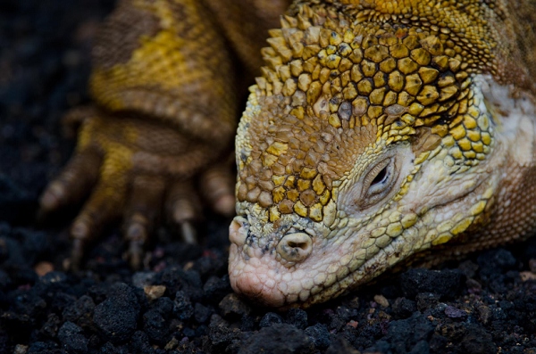 20110427_GalapD7_323.jpg