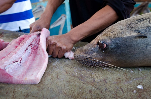 20110427_GalapD7_501.jpg