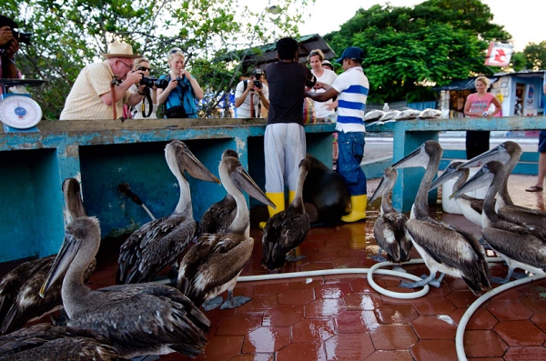 20110427_GalapD7_519.jpg