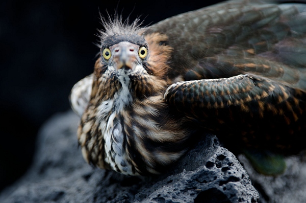 20110428_GalapD8_051.jpg