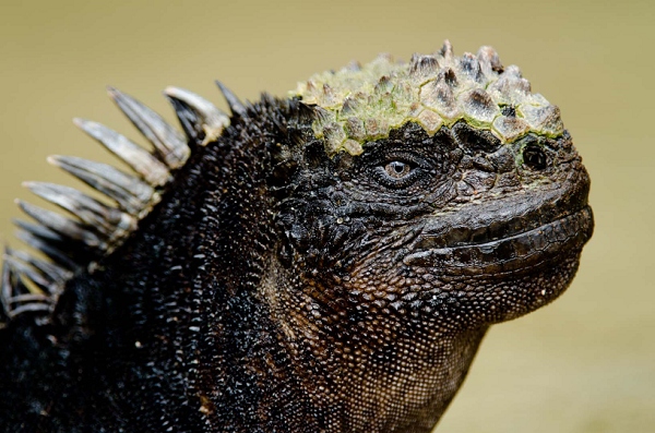 20110428_GalapD8_077.jpg