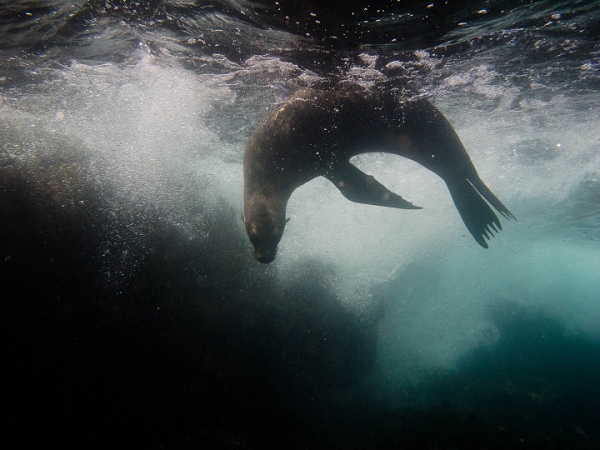 20110428_GalapUW_240.jpg