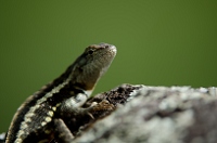 20110423_GalapD3_057