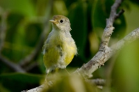 20110423_GalapD3_154