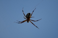 20110423_GalapD3_161