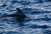 20110424_GalapD4_017