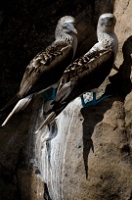 20110424_GalapD4_054