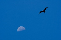 20110424_GalapD4_069