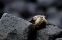 20110424_GalapD4_199