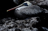20110424_GalapD4_232