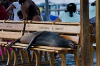 20110424_GalapD4_258