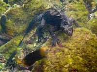 20110424_GalapUW_100