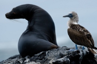 20110426_GalapD6_031