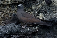 20110426_GalapD6_062