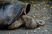 20110426_GalapD6_167