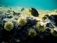 20110426_GalapUW_185