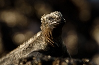 20110427_GalapD7_132