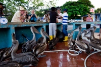 20110427_GalapD7_519