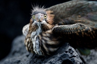 20110428_GalapD8_051