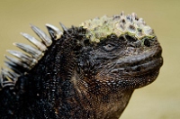 20110428_GalapD8_077