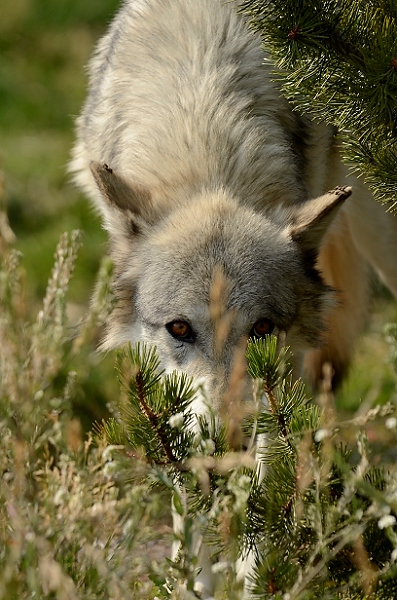 20110906_MontD1_113.NEF.jpg