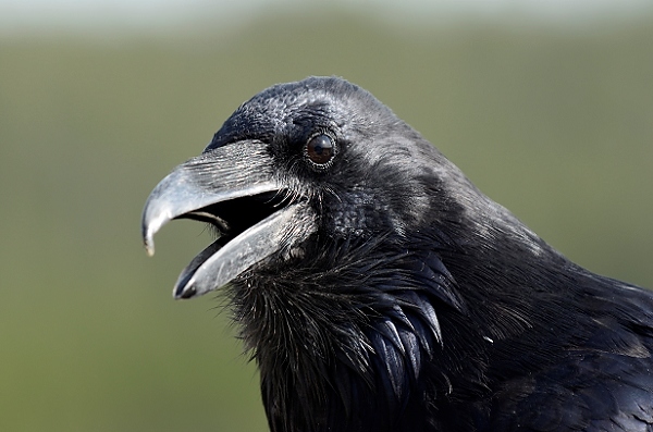 20110909_MontD4_300.NEF.jpg
