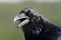 20110909_MontD4_300
