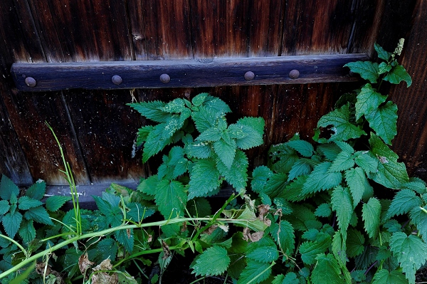 20111017_SwissD7_330.JPG