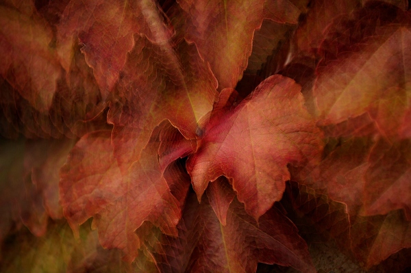 20111018_SwissD8_191.JPG