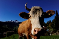 20111015_SwissD5_067