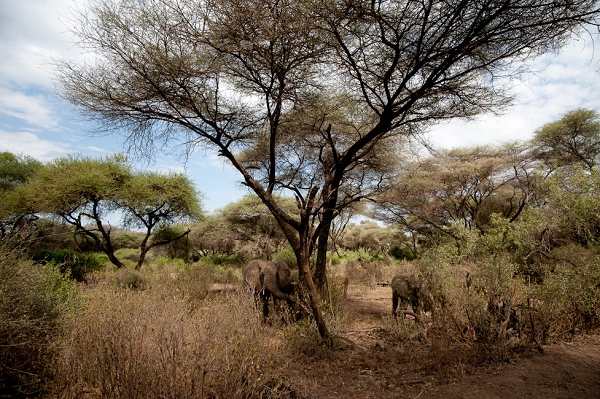 20110617_AfricaD2_083.jpg
